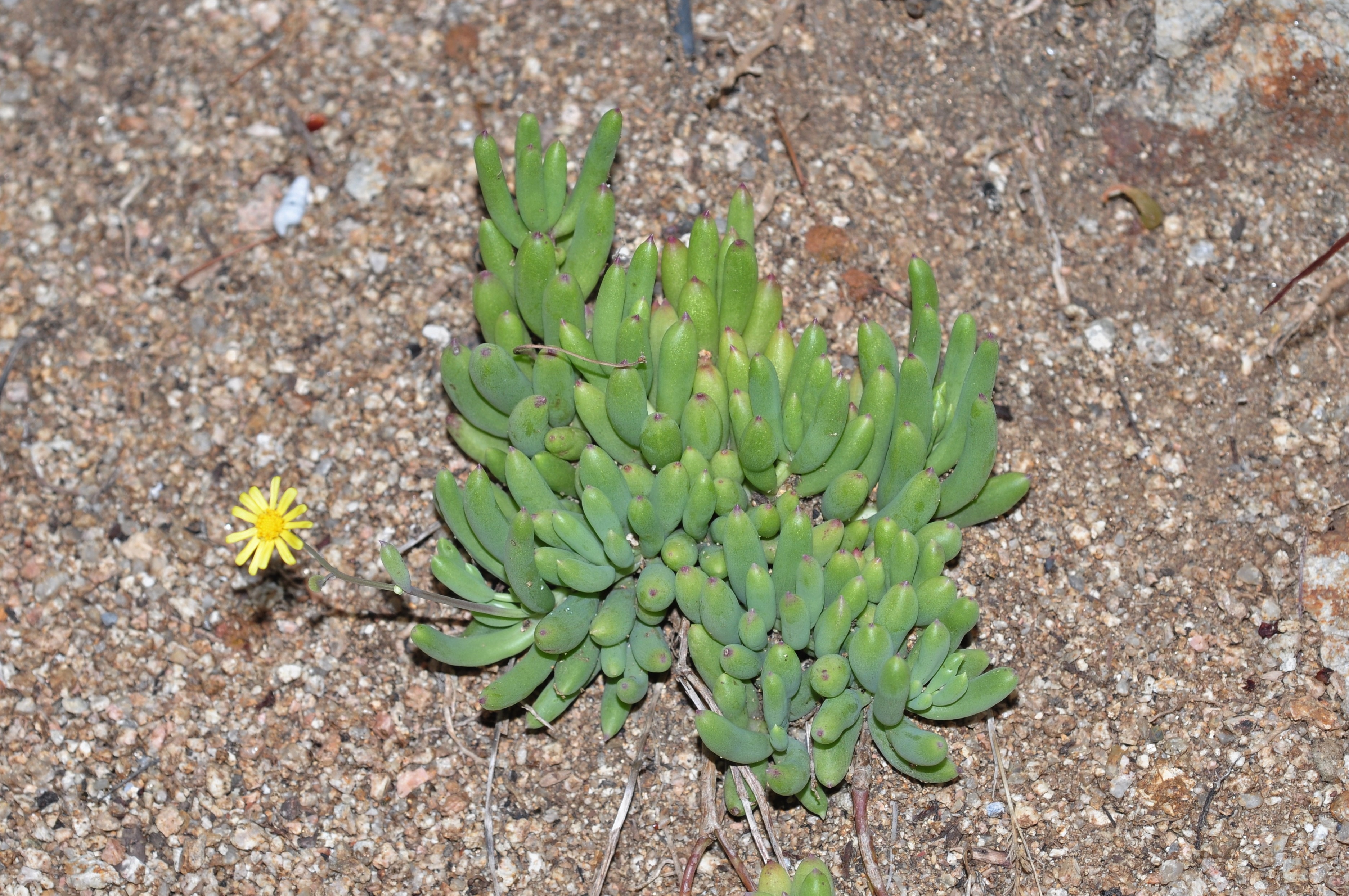 Asteraceae Othonna capensis