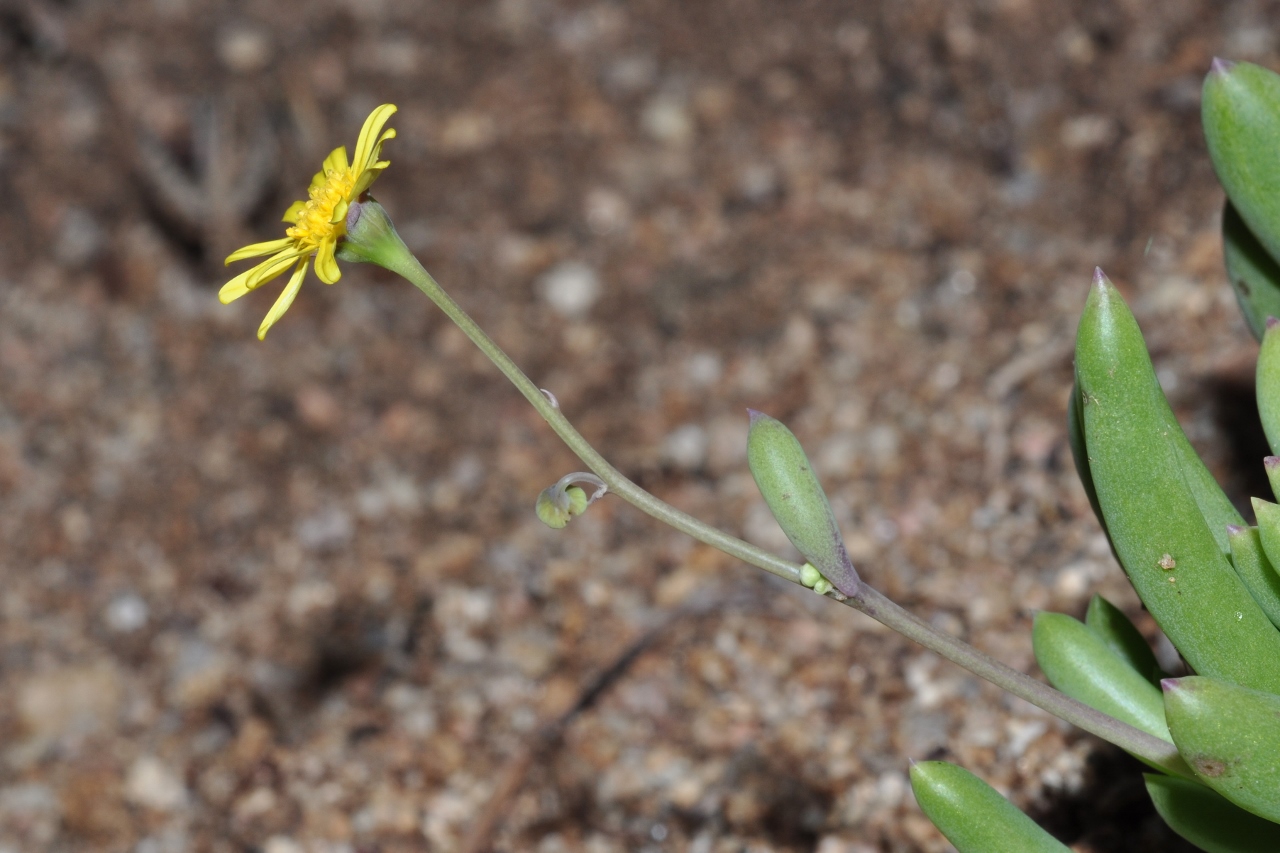 Asteraceae Othonna capensis