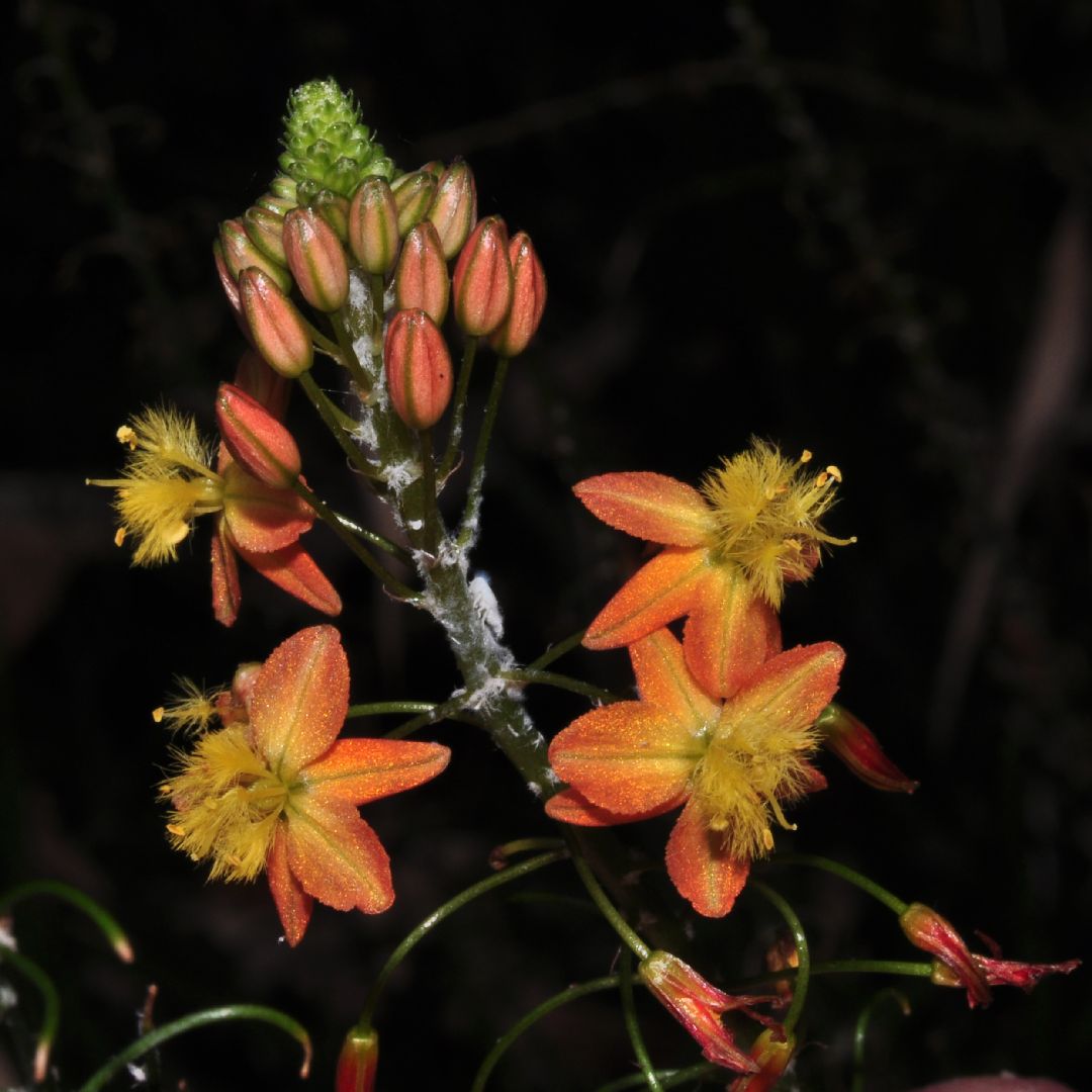 Asphodelaceae Bulbine frutescens