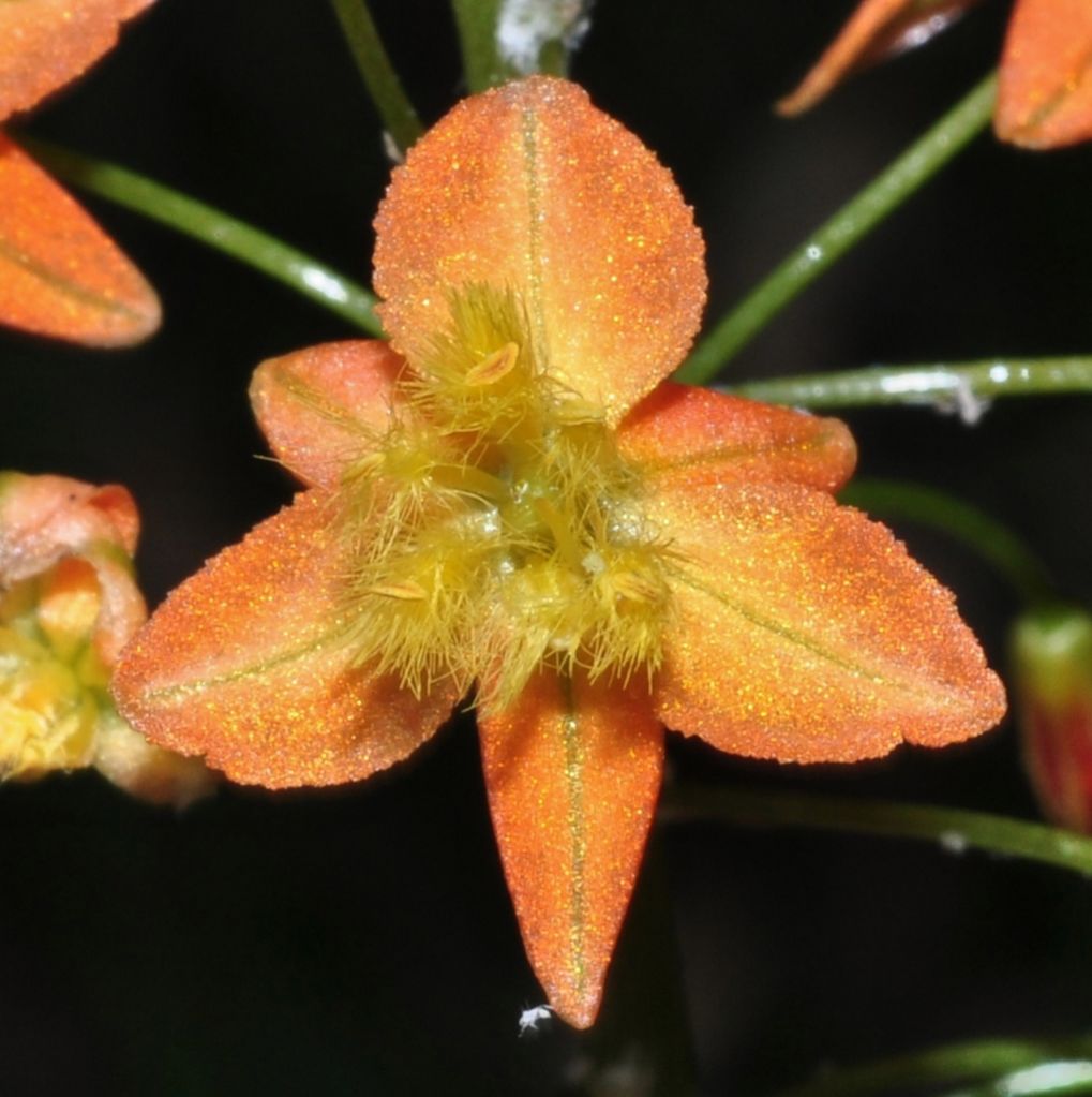 Asphodelaceae Bulbine frutescens