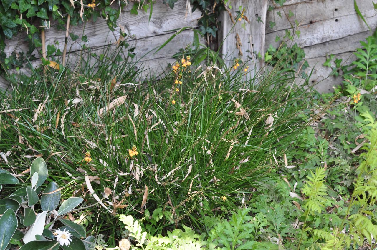 Asphodelaceae Bulbine frutescens