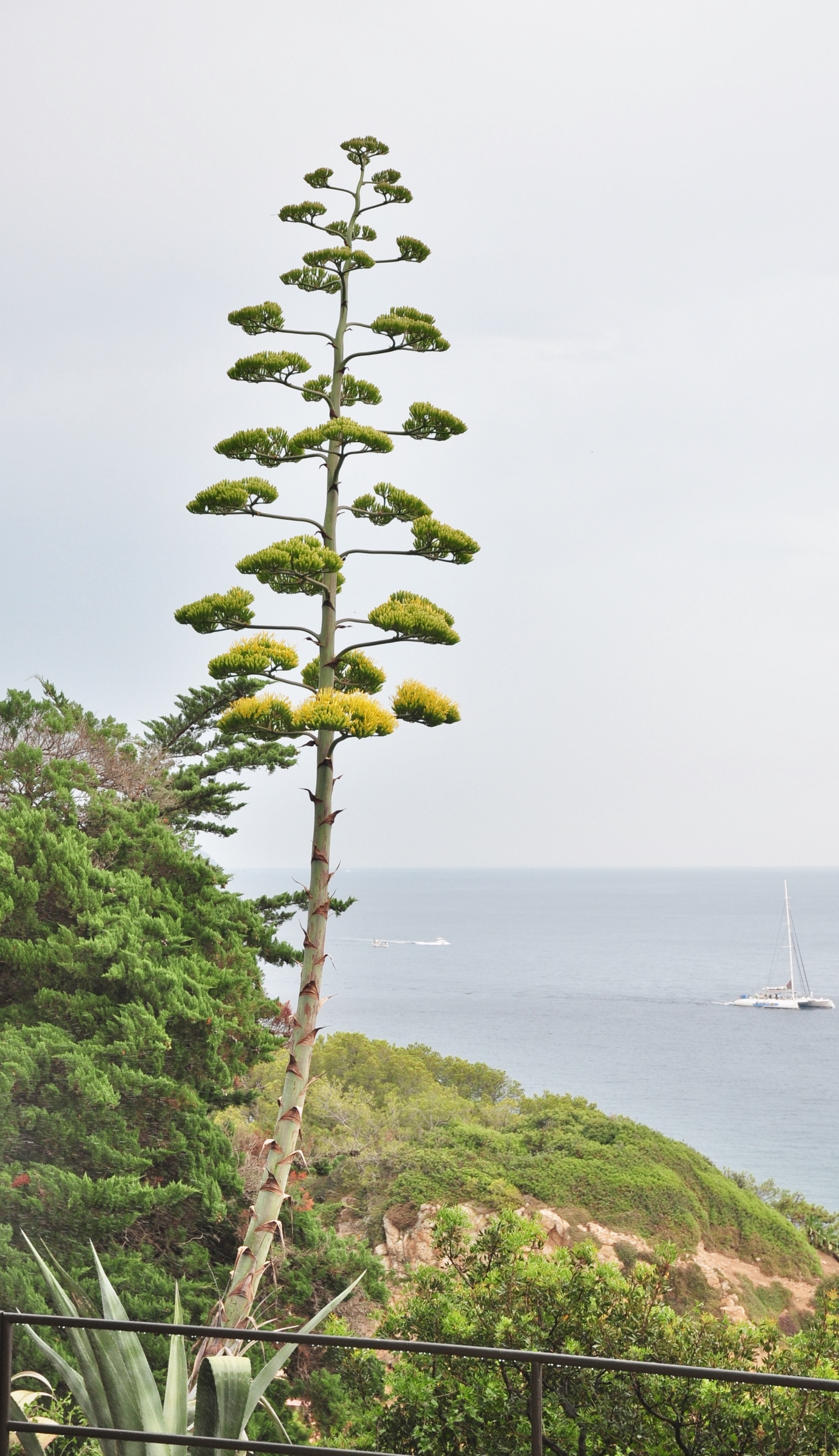 Asparagaceae Agave americana