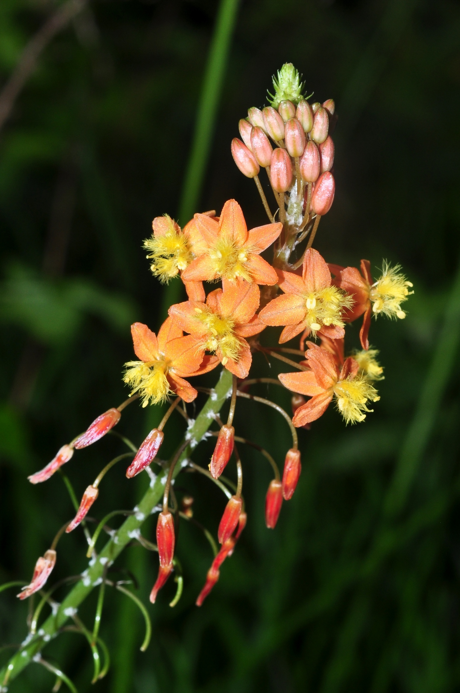 Asphodelaceae Bulbine frutescens