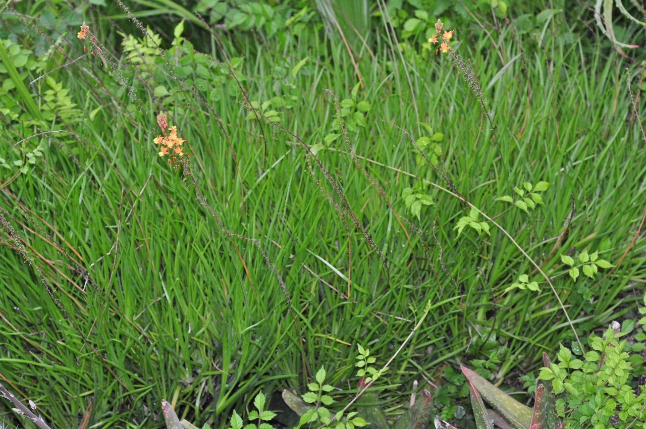 Asphodelaceae Bulbine frutescens