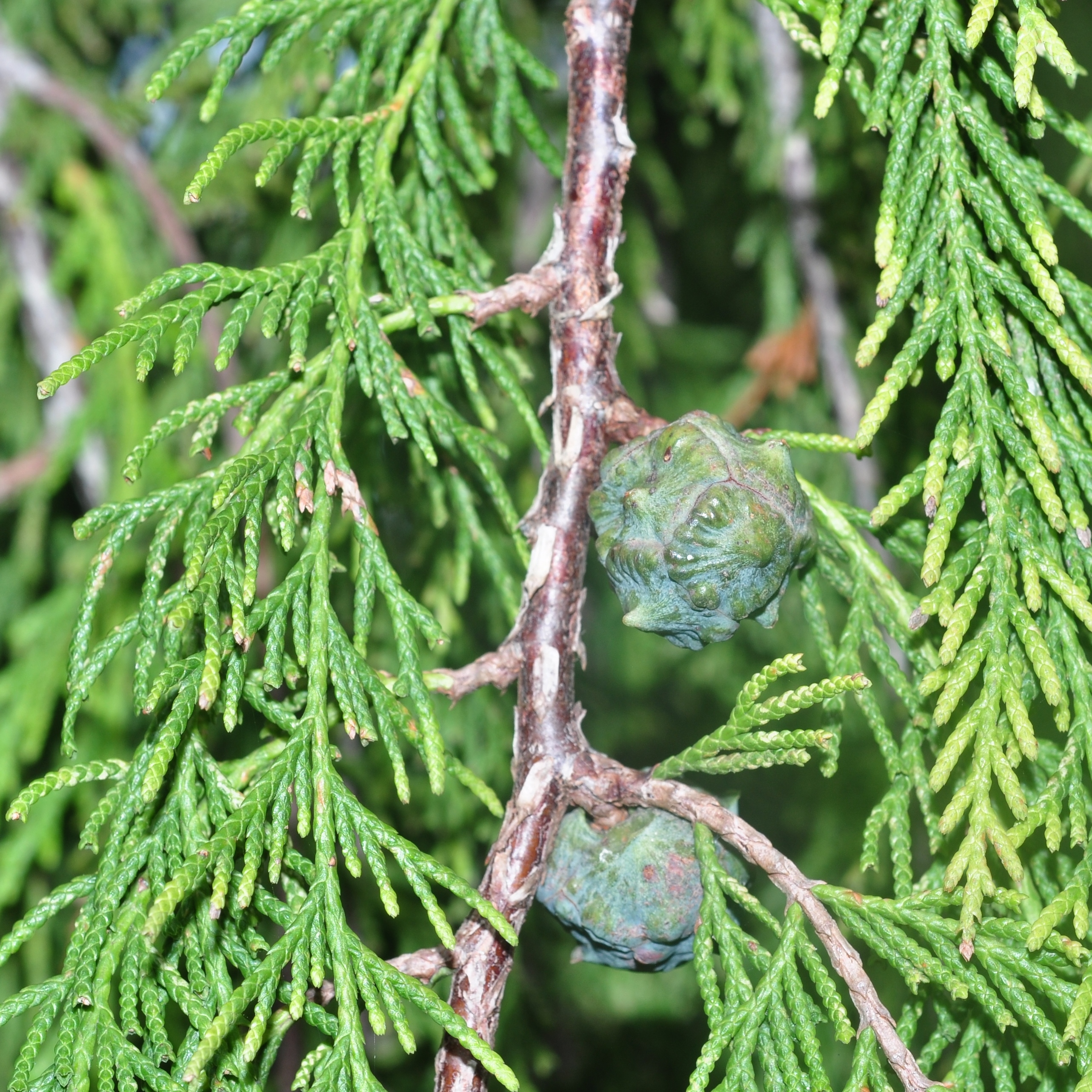 Cupressaceae Cupressus funebris