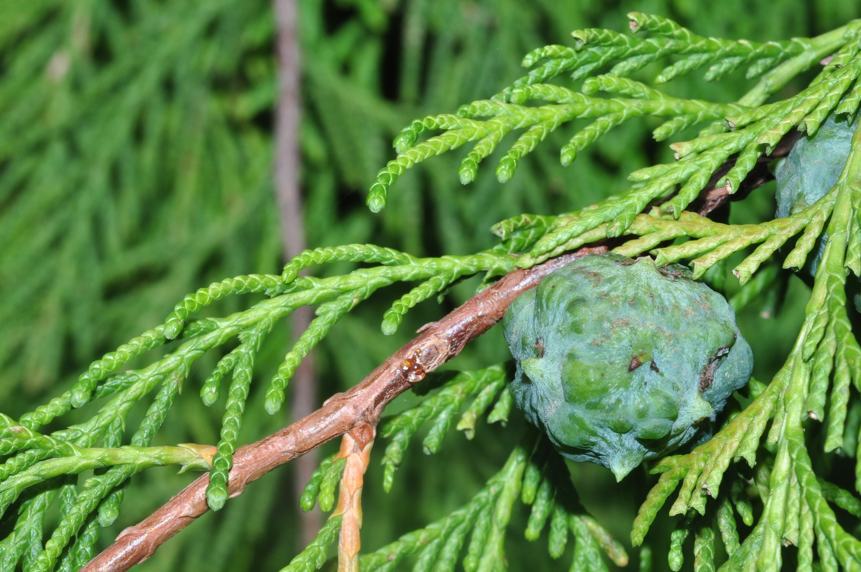 Cupressaceae Cupressus funebris