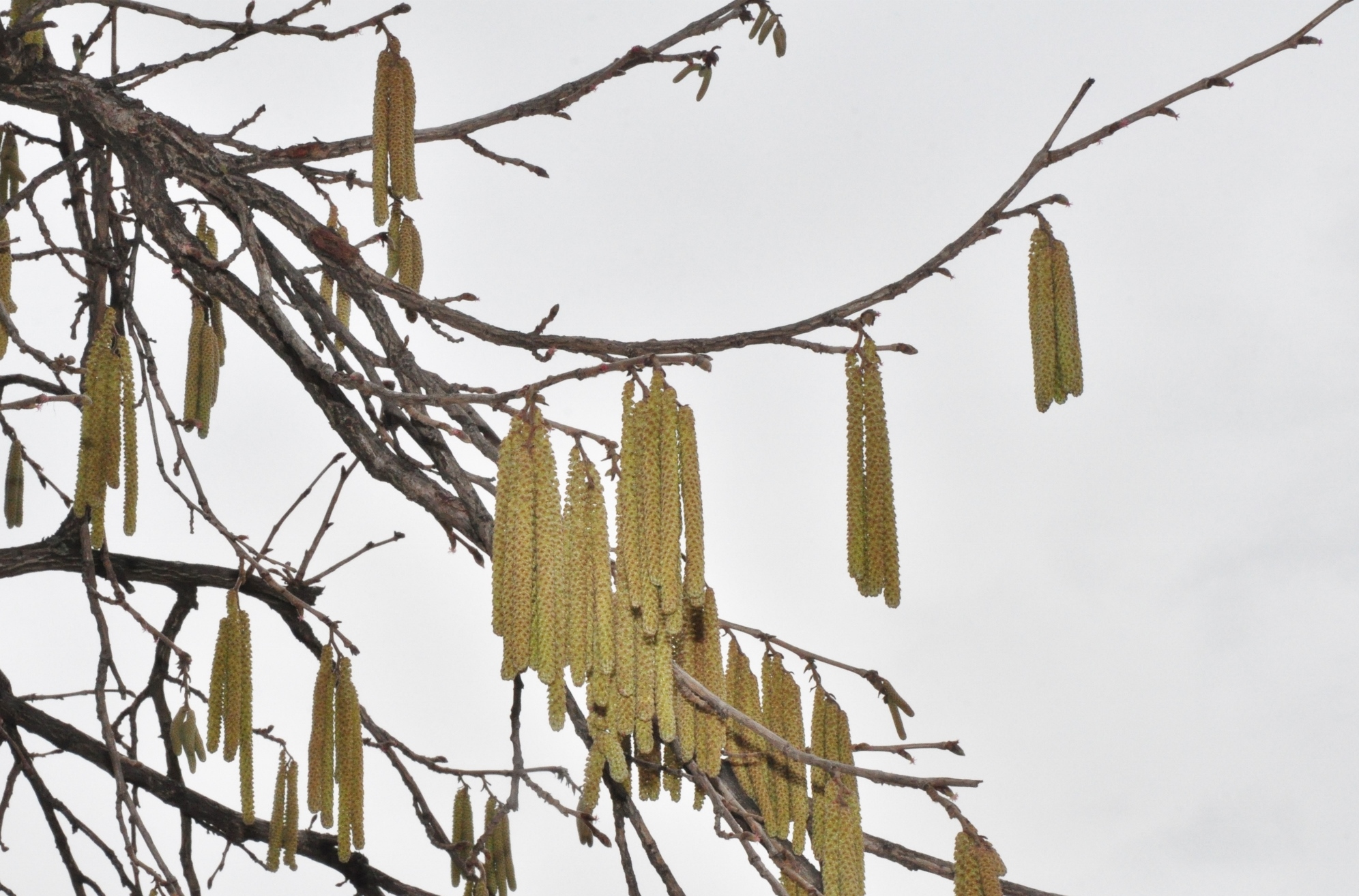 Betulaceae Corylus colurna