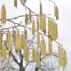 image of Corylus colurna