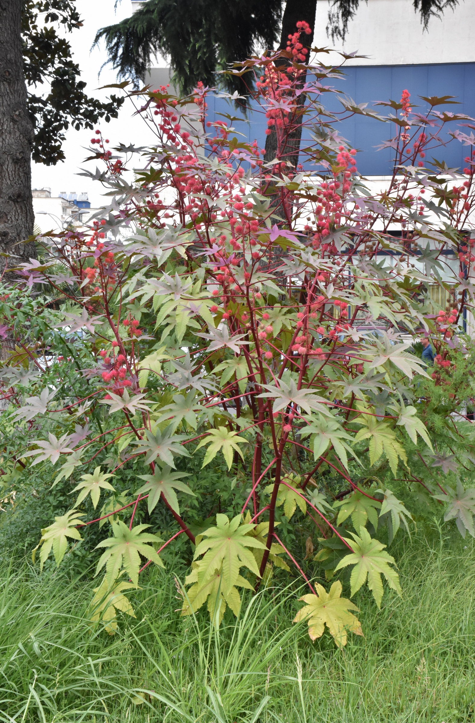 Euphorbiaceae Ricinus communis