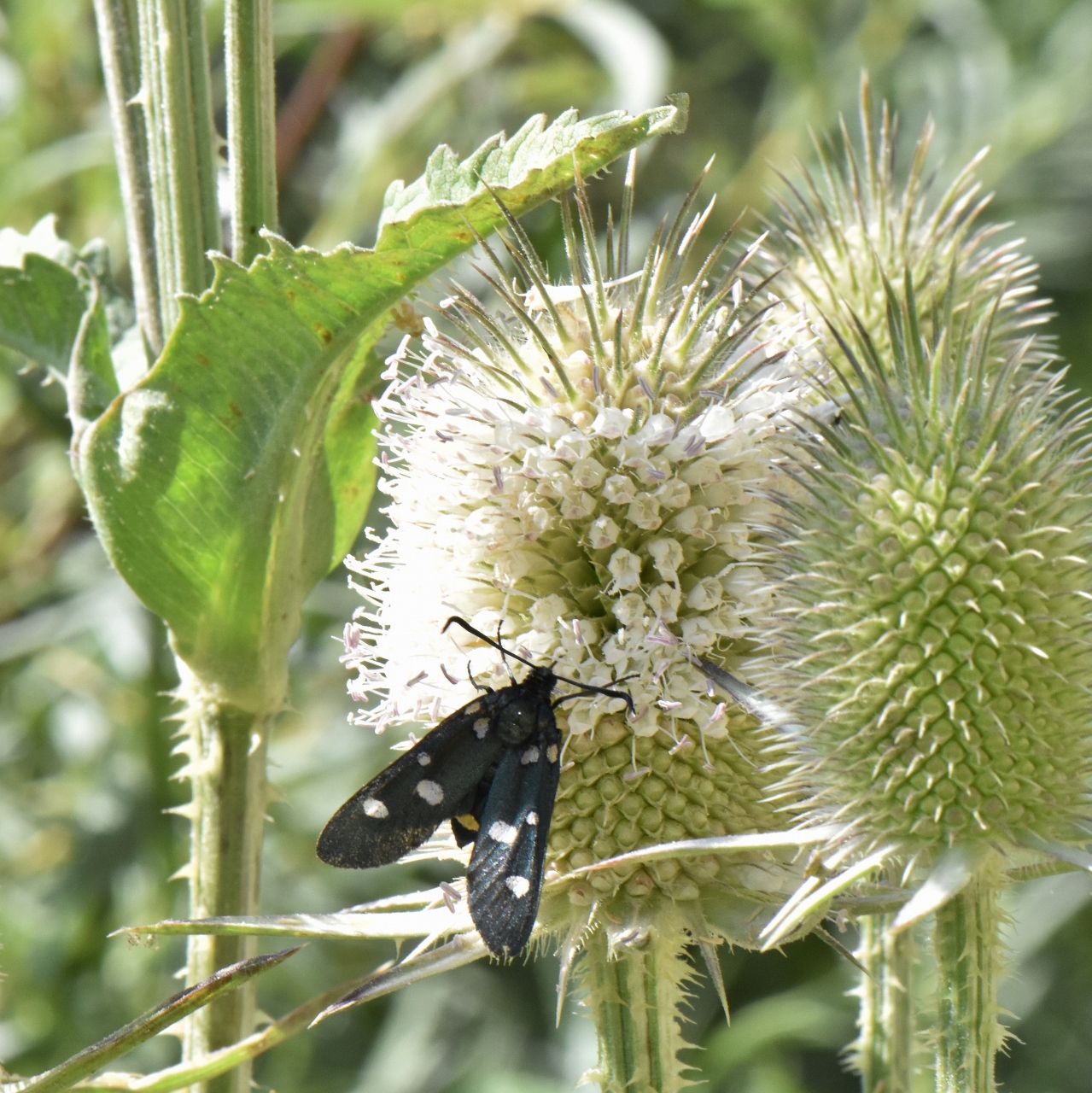 Zygaenidae Zygaena ephialtes