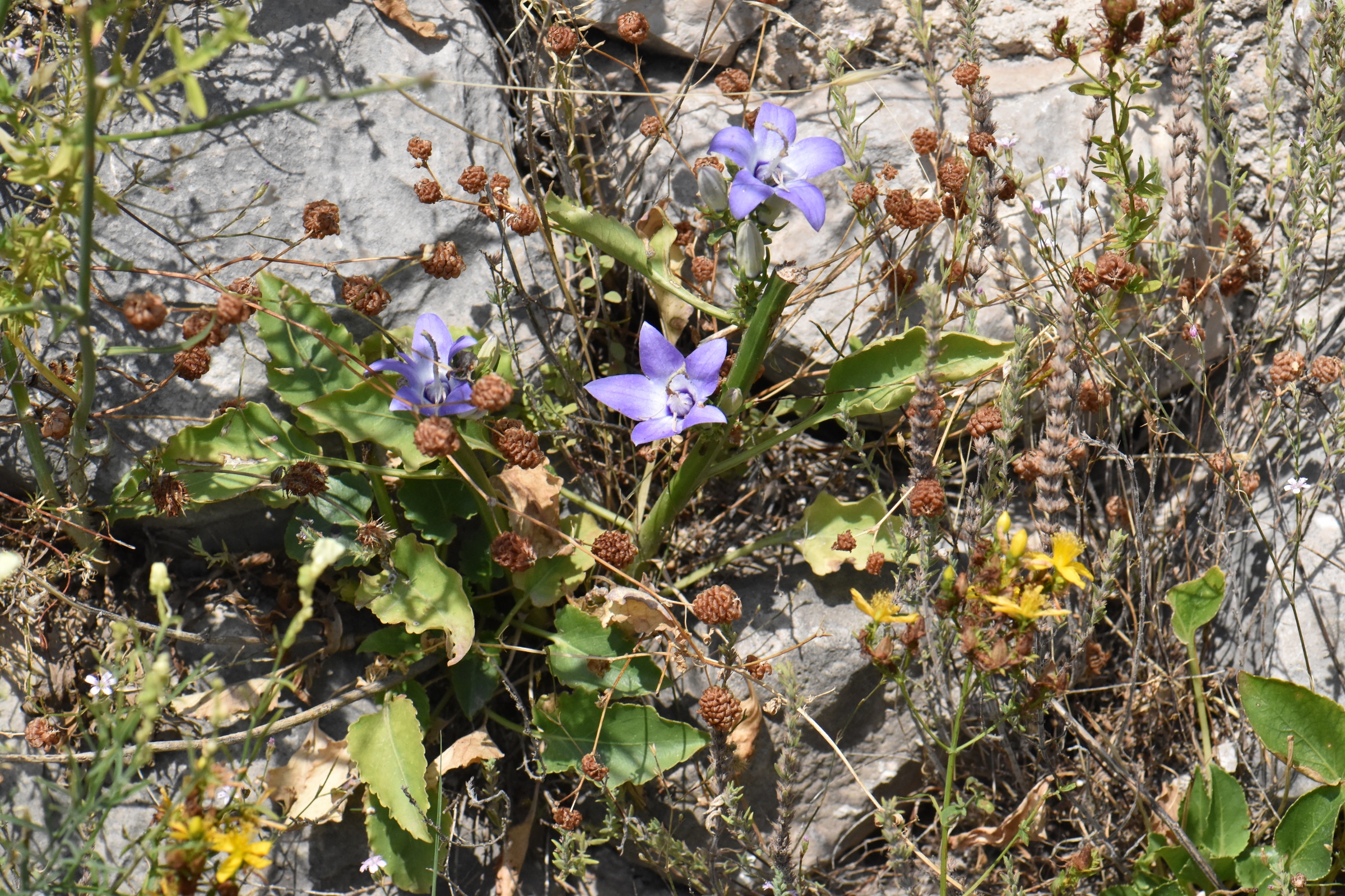 Campanulaceae Campanula versicolor
