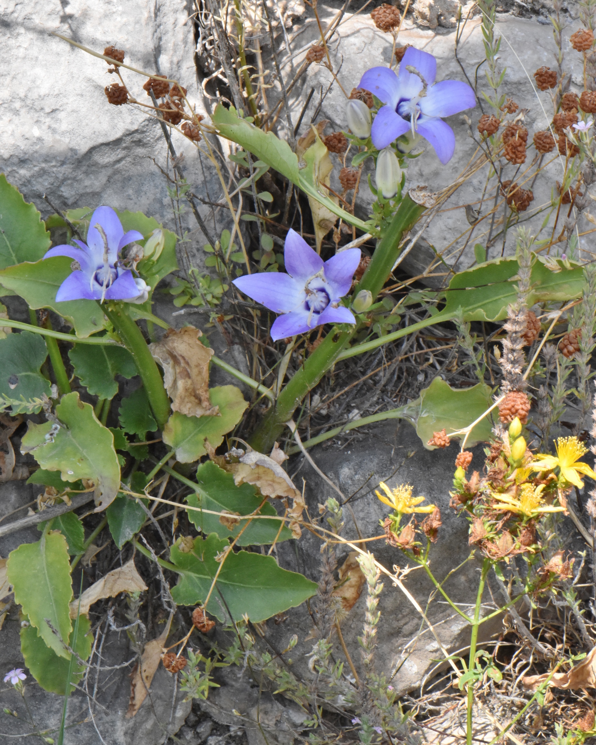 Campanulaceae Campanula versicolor