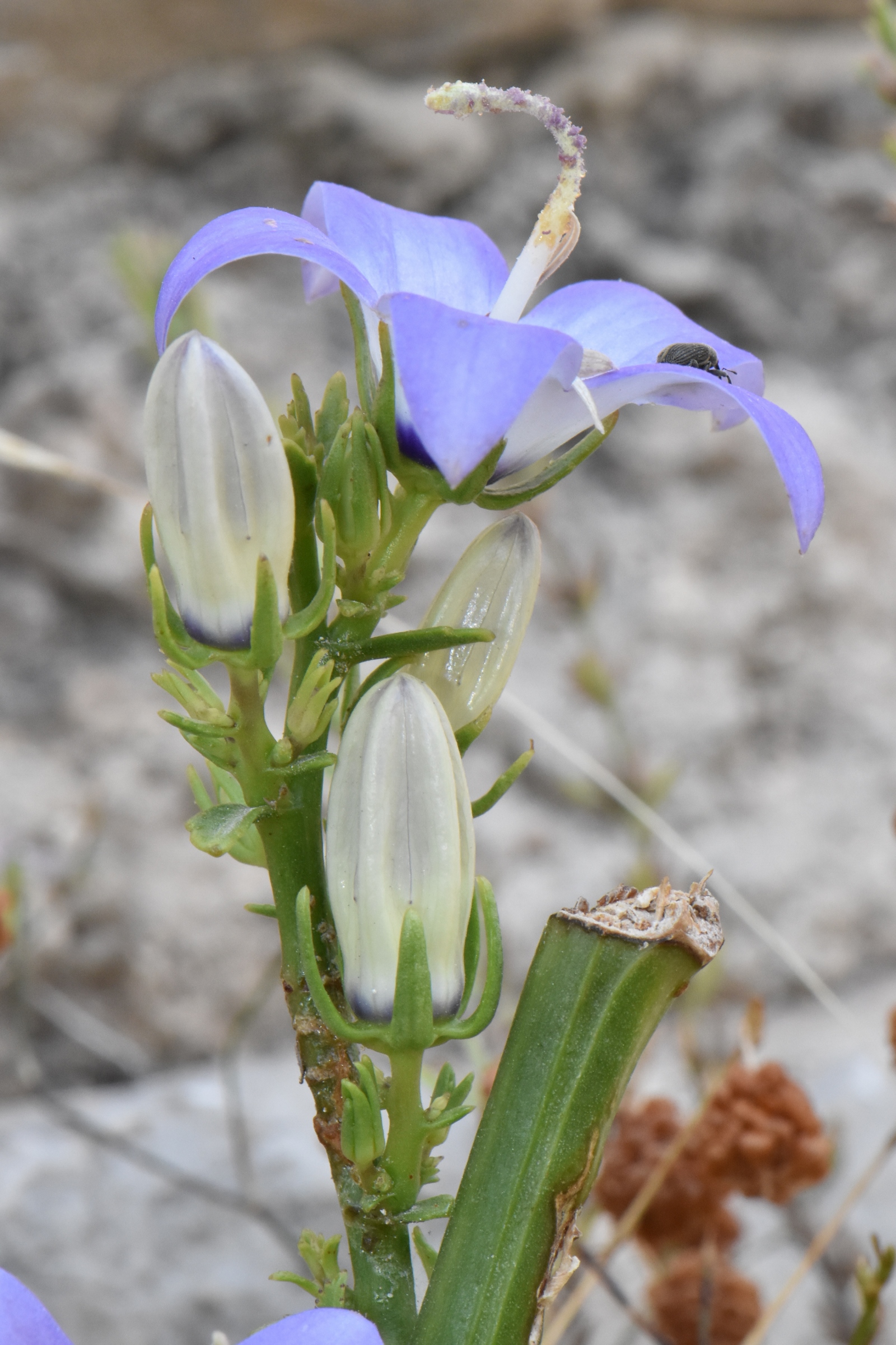 Campanulaceae Campanula versicolor