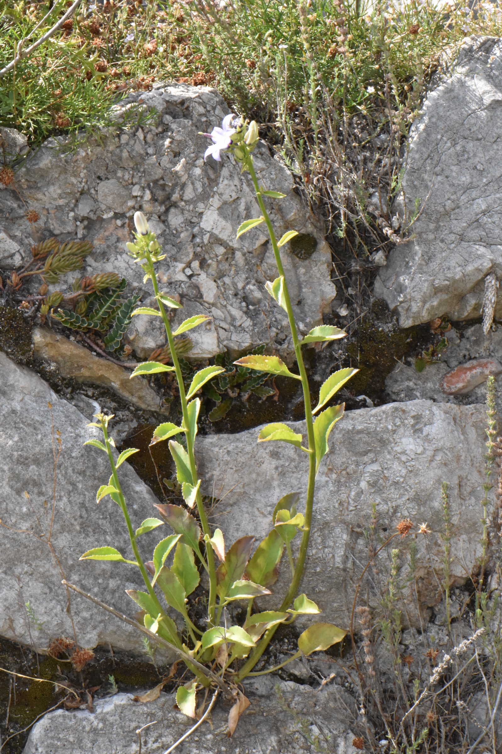 Campanulaceae Campanula versicolor