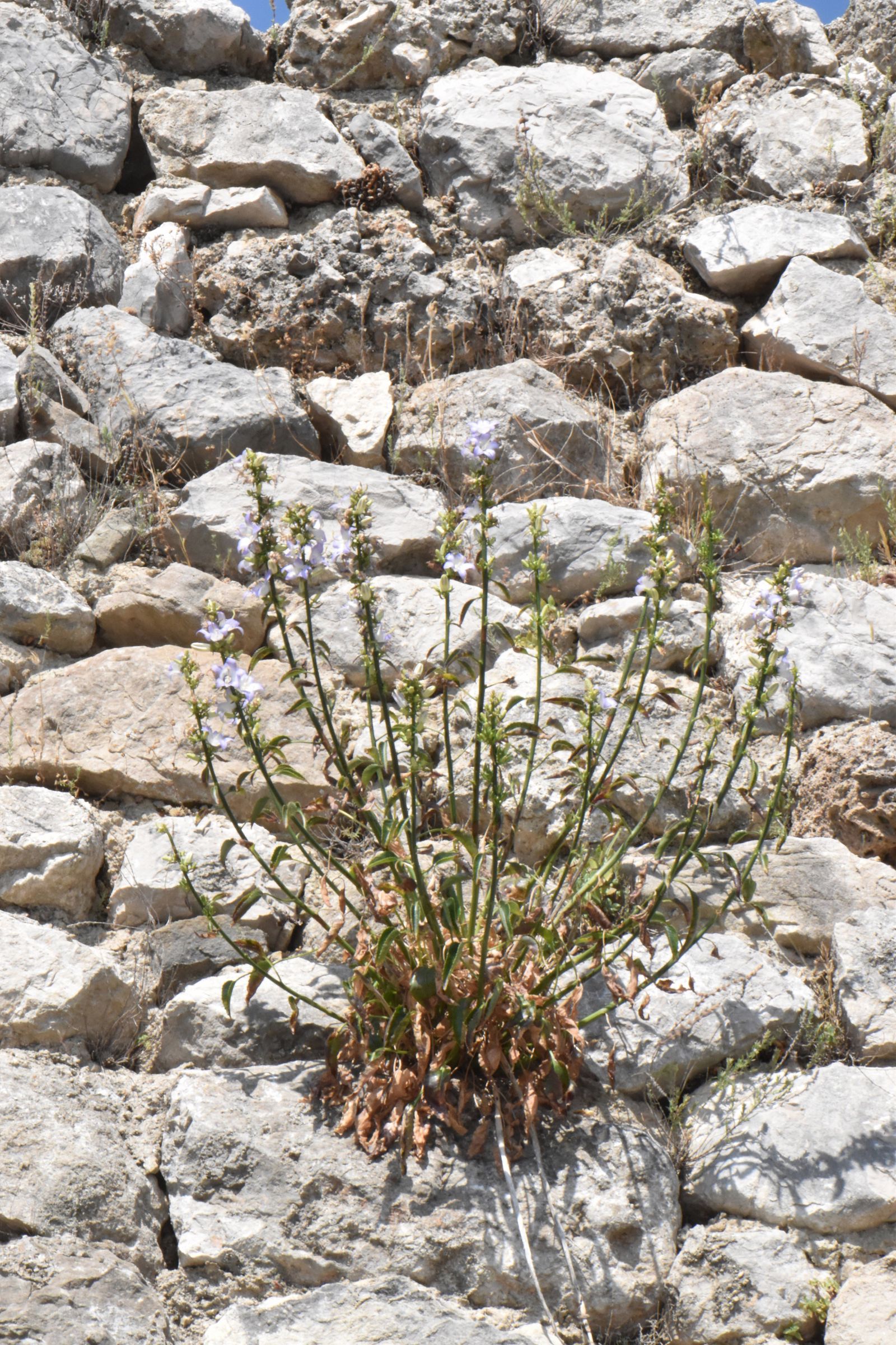 Campanulaceae Campanula versicolor