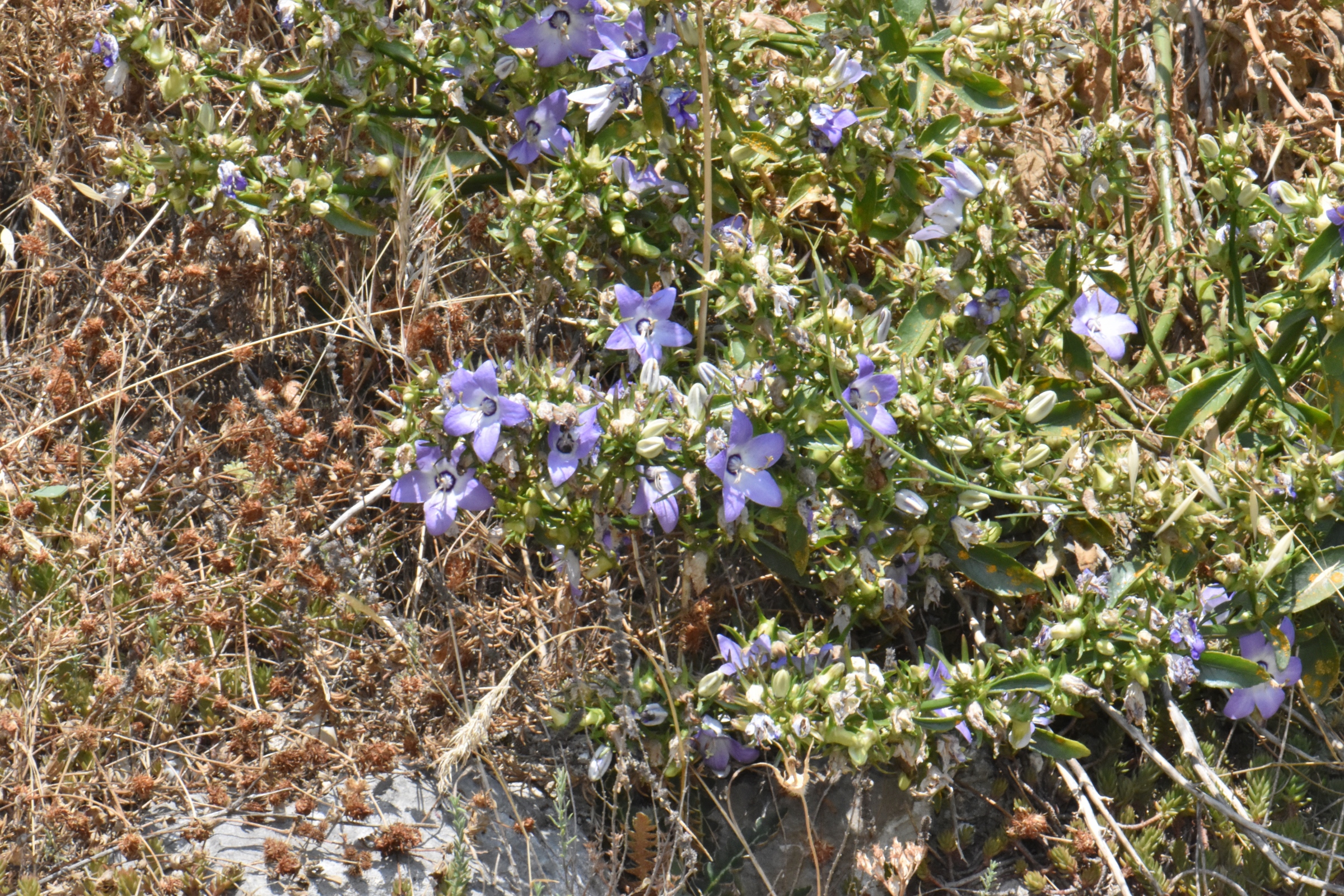 Campanulaceae Campanula versicolor
