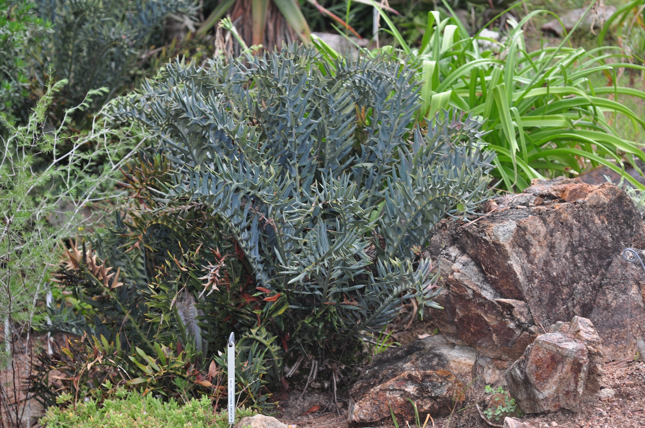 Zamiaceae Encephalartos horridus