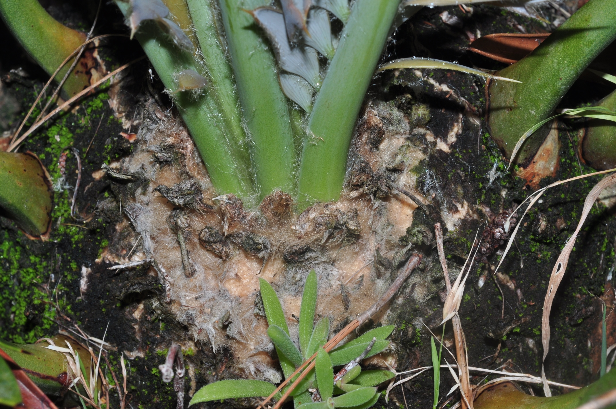 Zamiaceae Encephalartos horridus