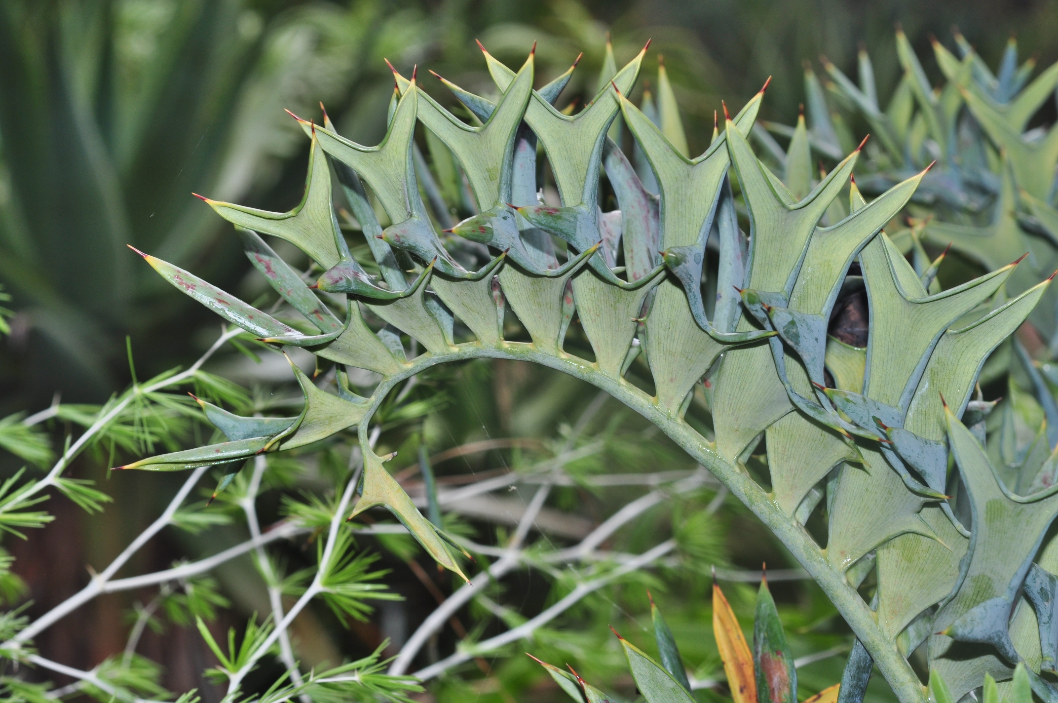 Zamiaceae Encephalartos horridus