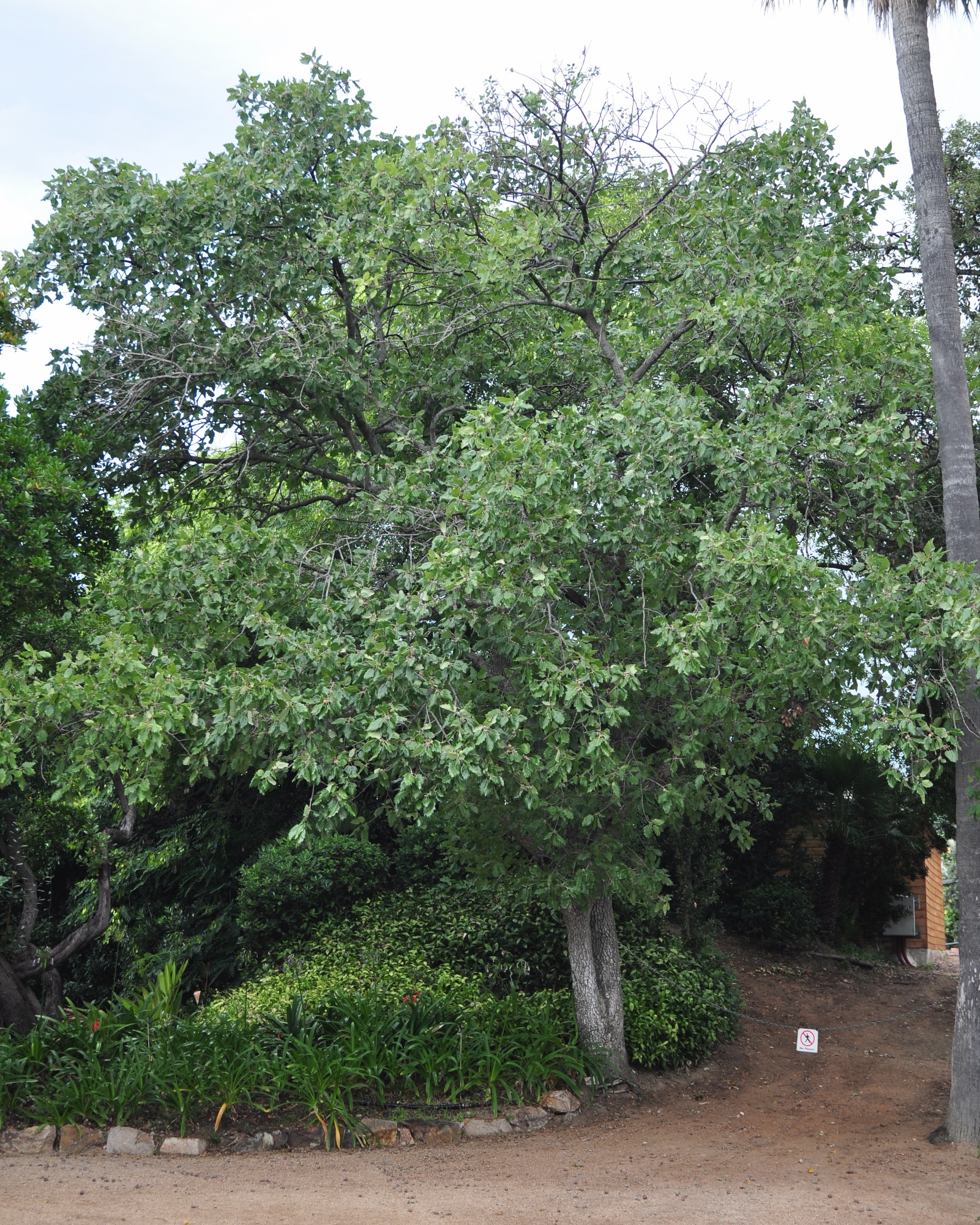 Fagaceae Quercus macrolepis