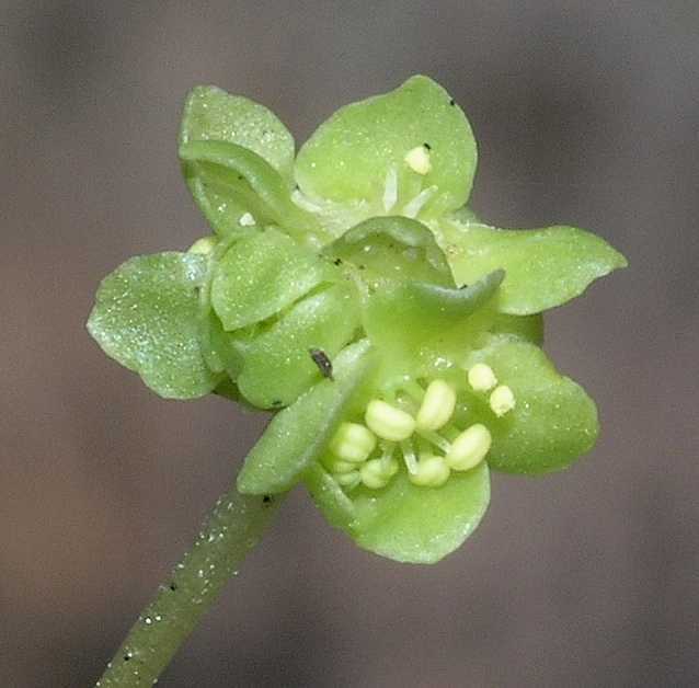 Adoxaceae Adoxa moschatellina