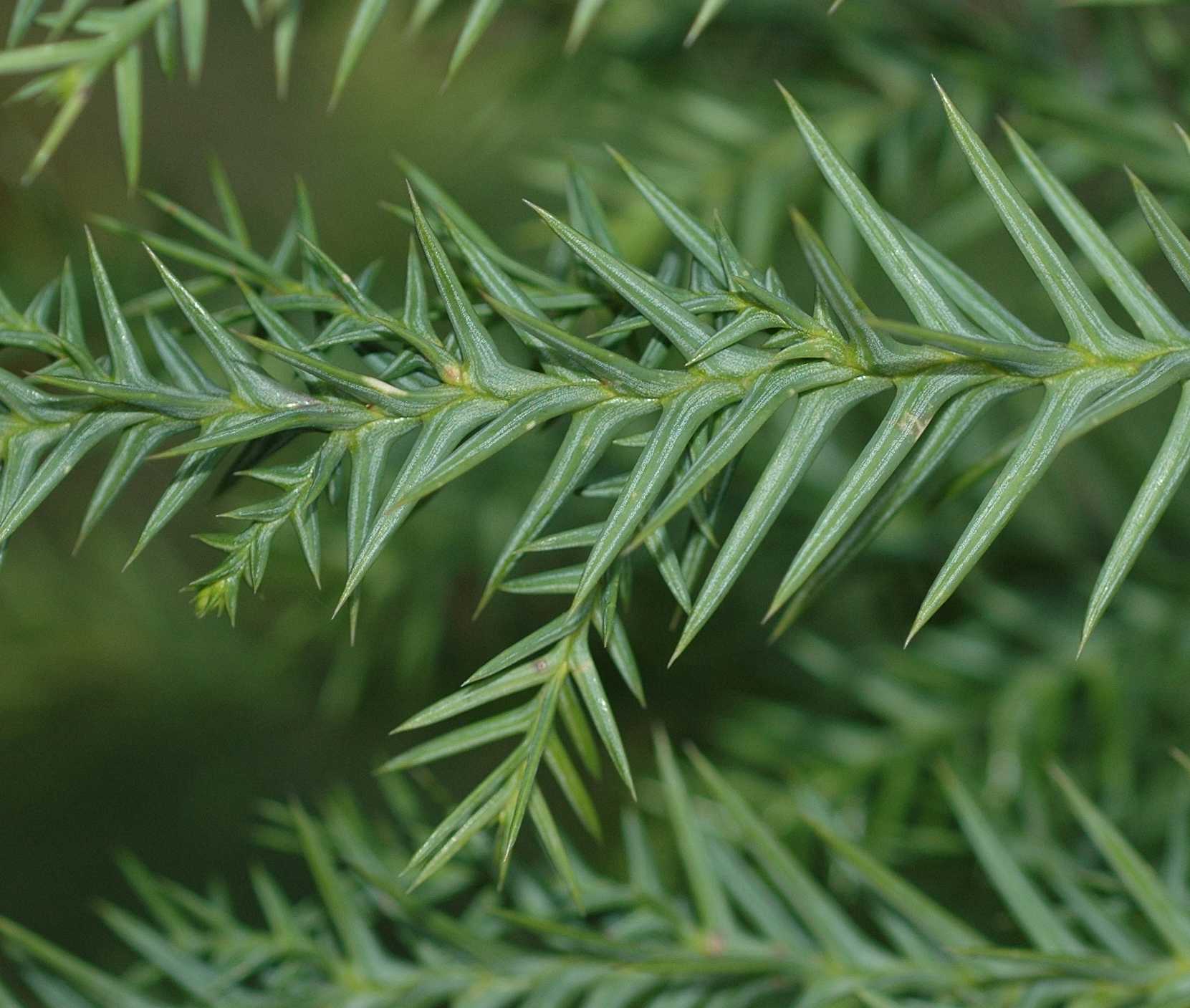 Cupressaceae Taiwania cryptomerioides