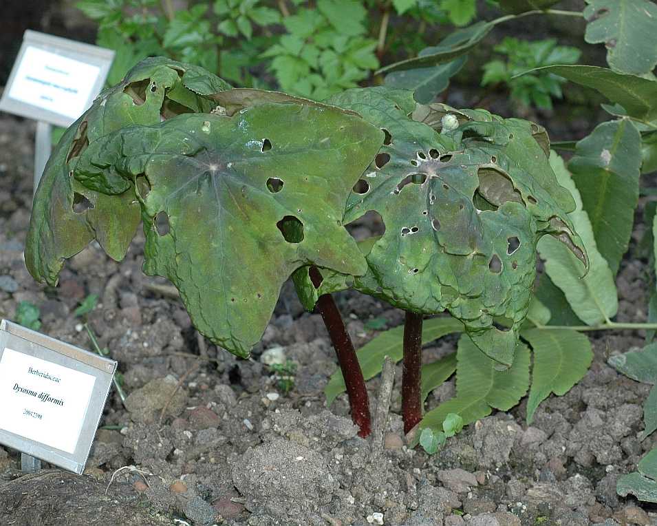 Berberidaceae Dysosma difformis