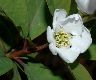 image of Exochorda korolkowi