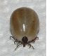 image of Ixodes ricinus