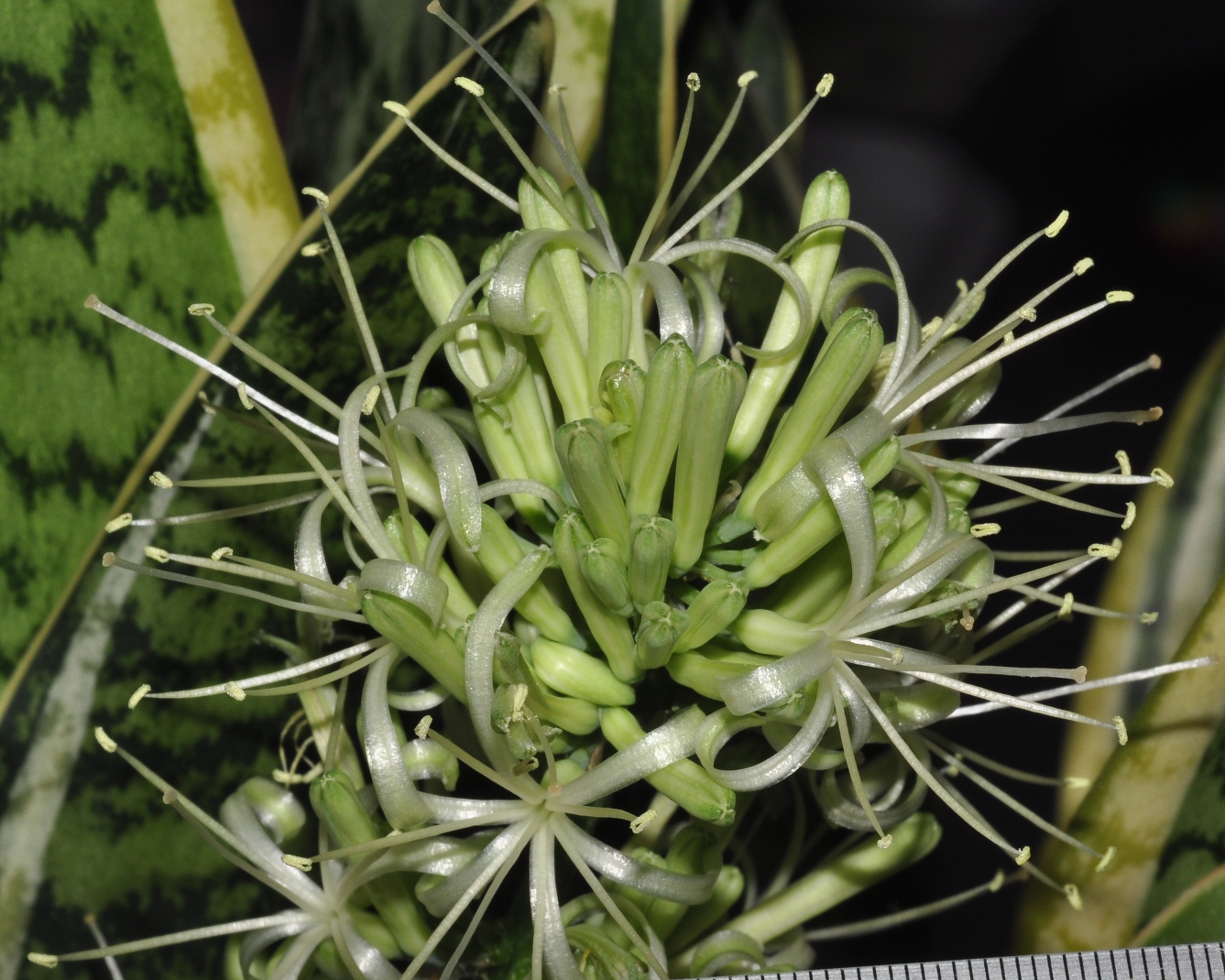 Asparagaceae Sansevieria trifasciata