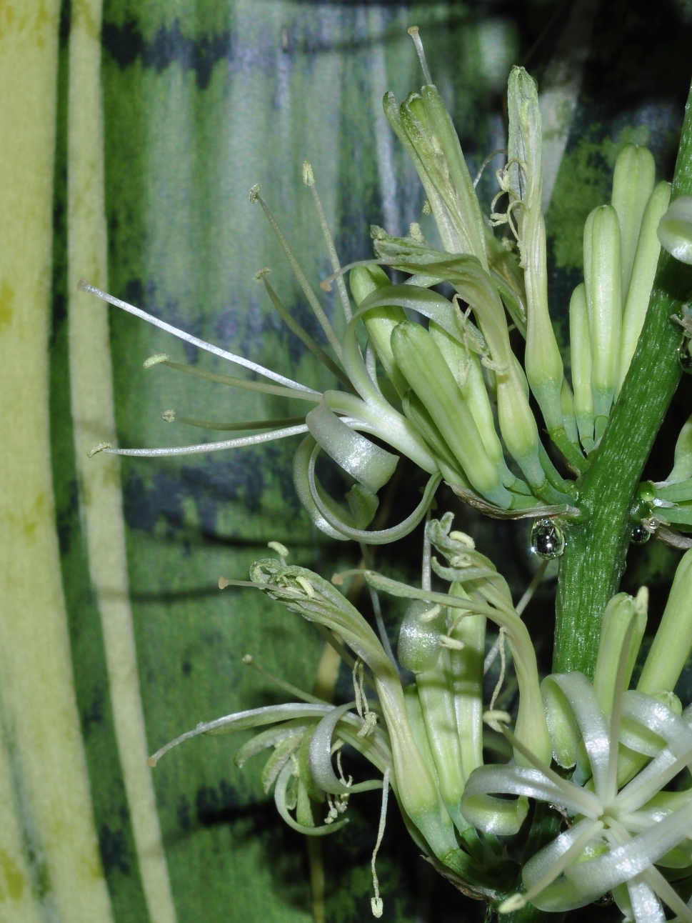 Asparagaceae Sansevieria trifasciata