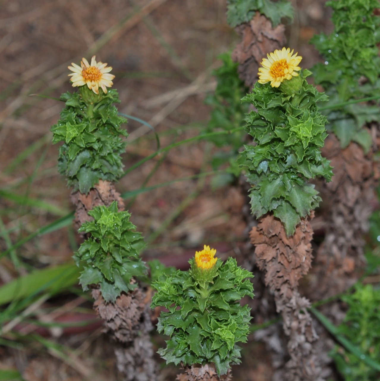 Asteraceae Haplopappus foliosus