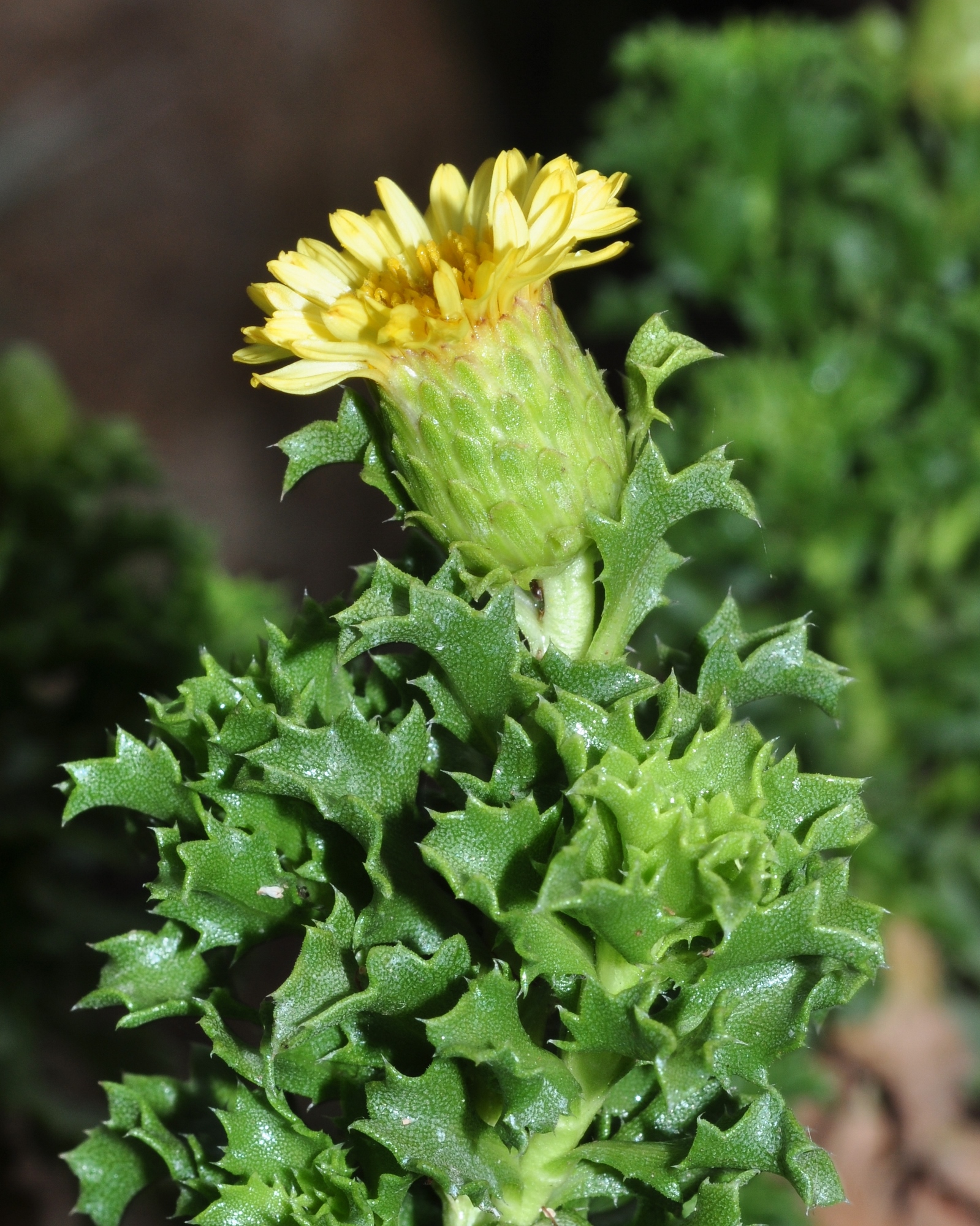 Asteraceae Haplopappus foliosus