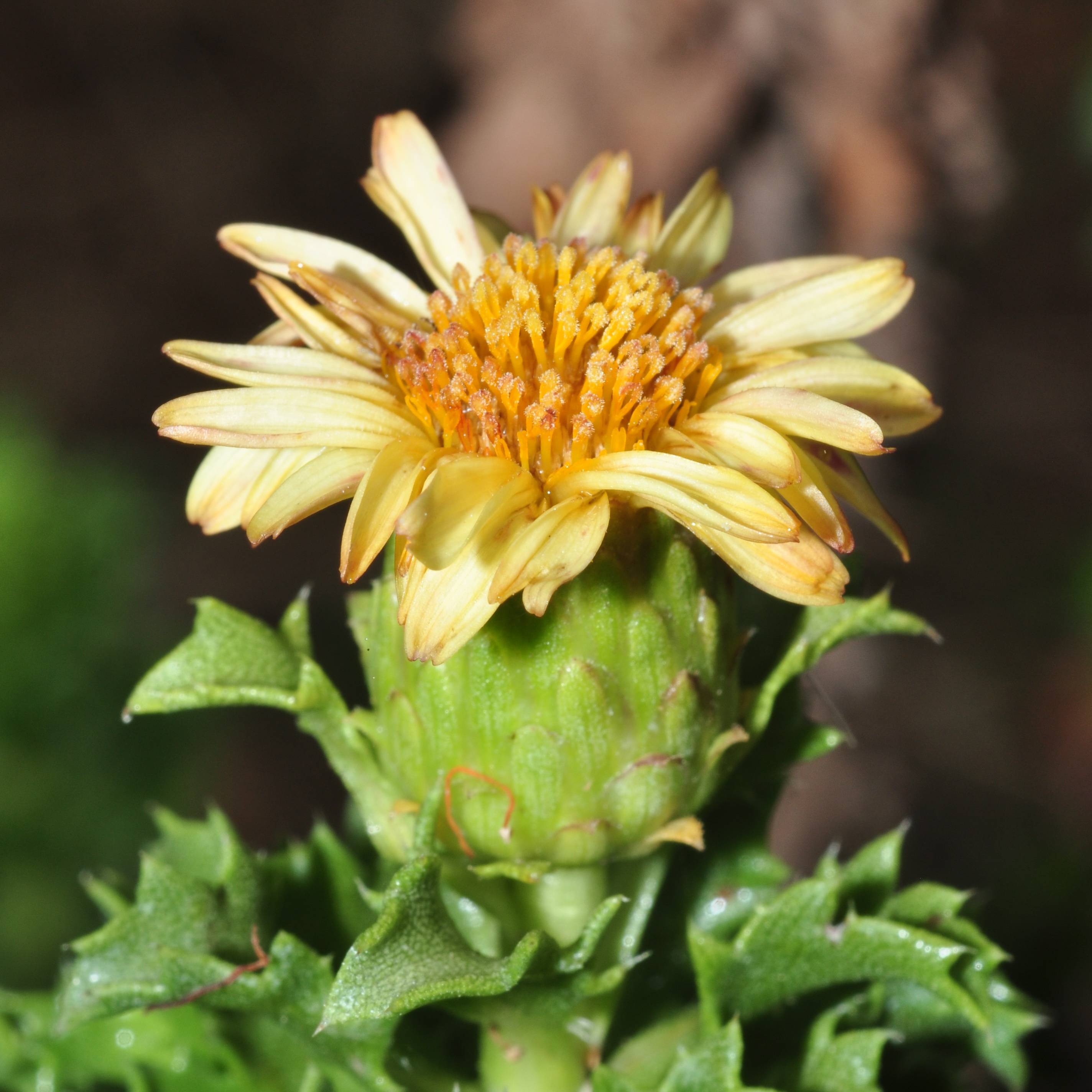 Asteraceae Haplopappus foliosus