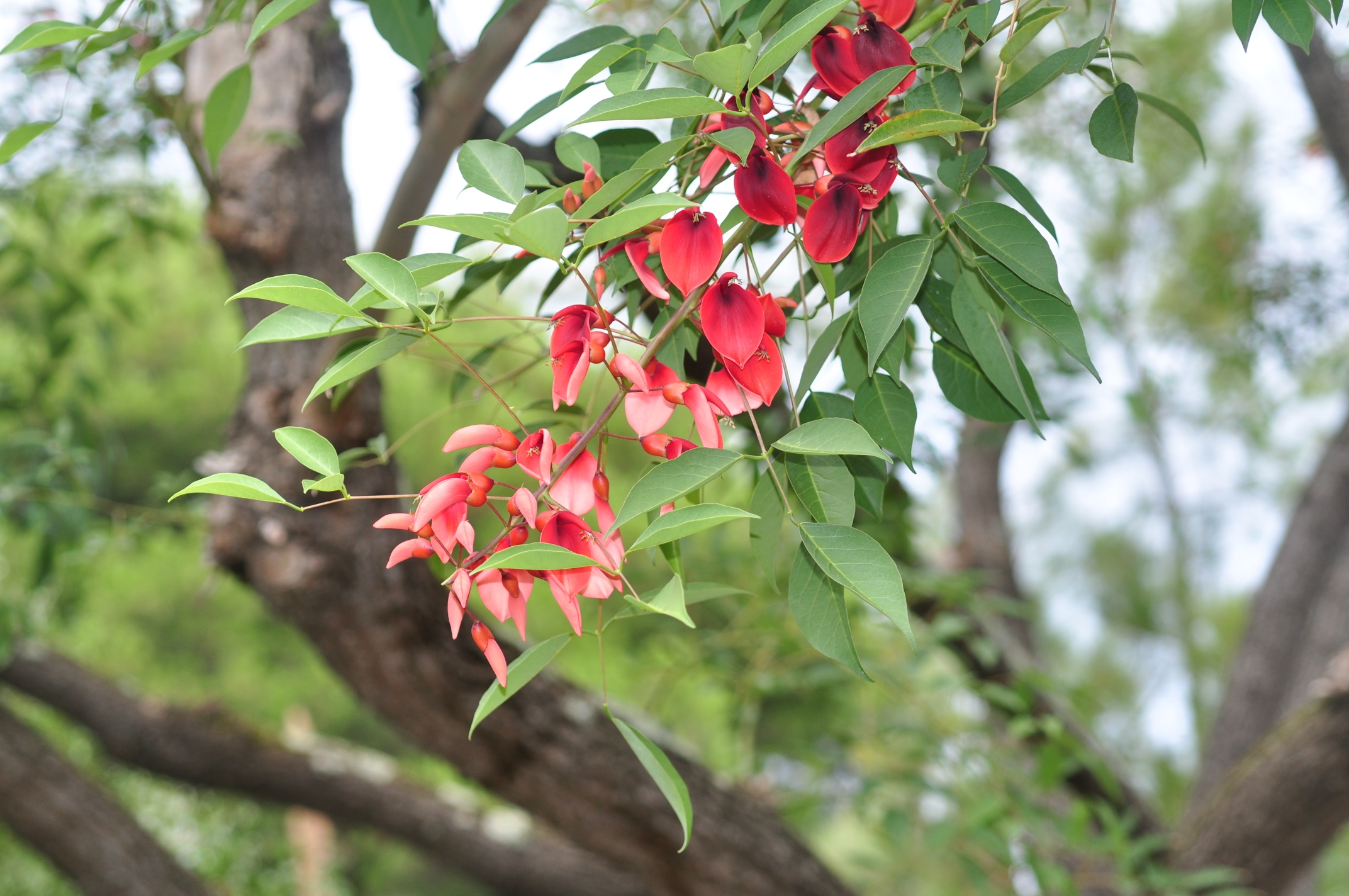 Fabaceae Erythrina crista-galli