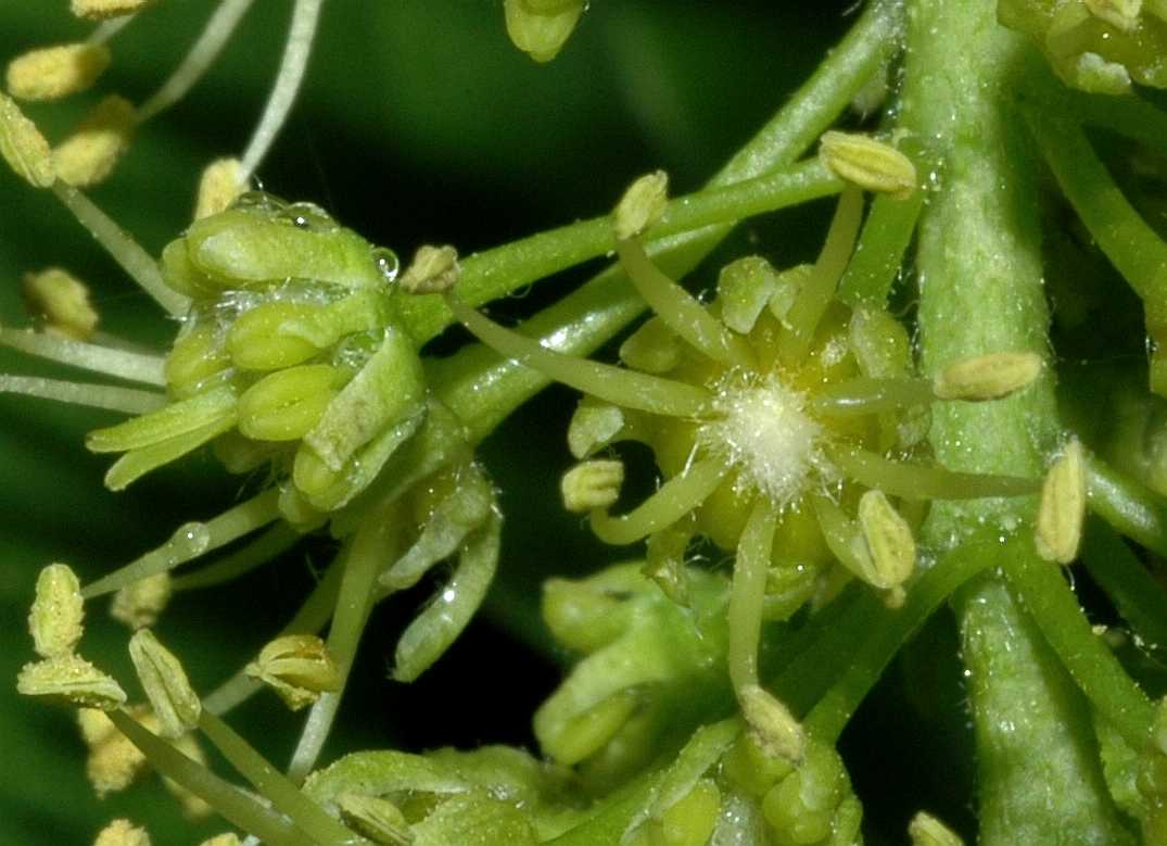 Aceraceae Acer pseudoplatanus