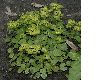 image of Chrysosplenium alternifolium