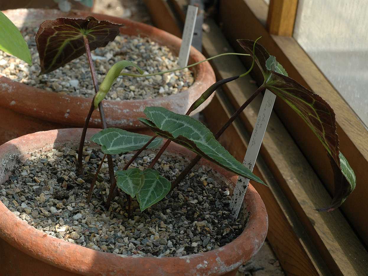 Araceae Pinellia cordata