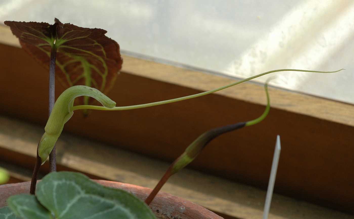 Araceae Pinellia cordata