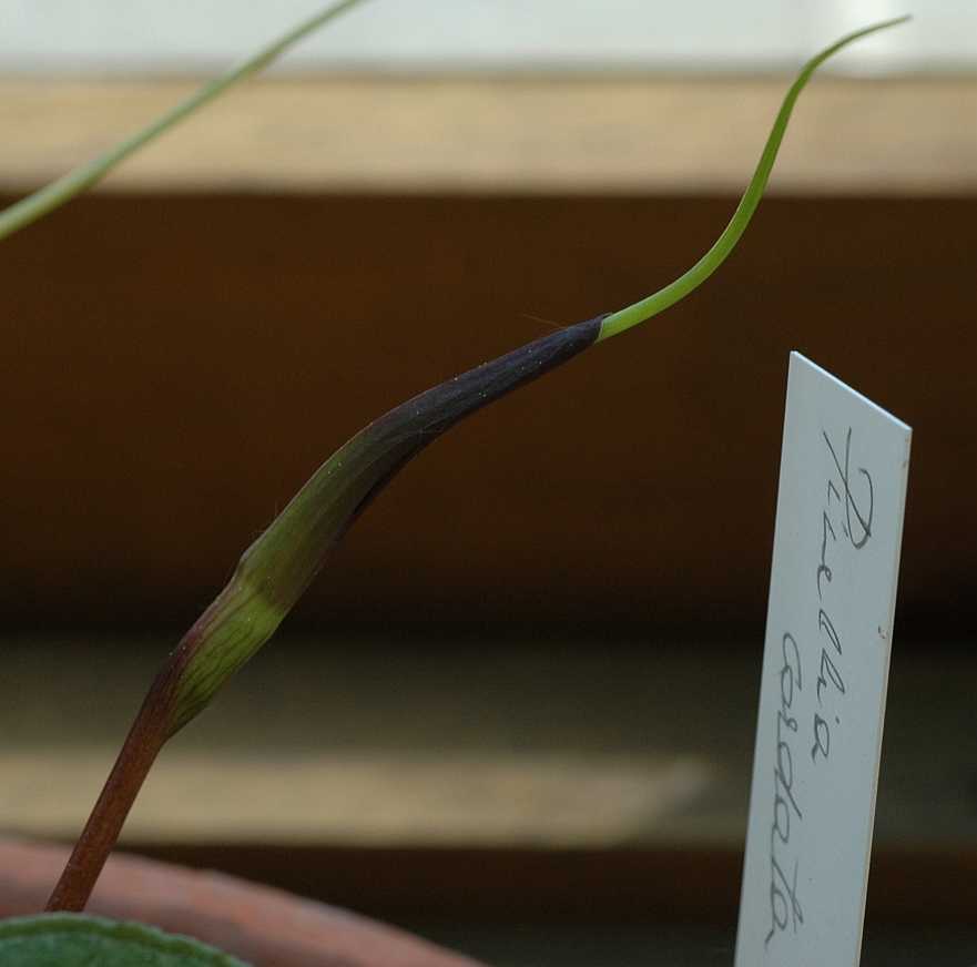 Araceae Pinellia cordata