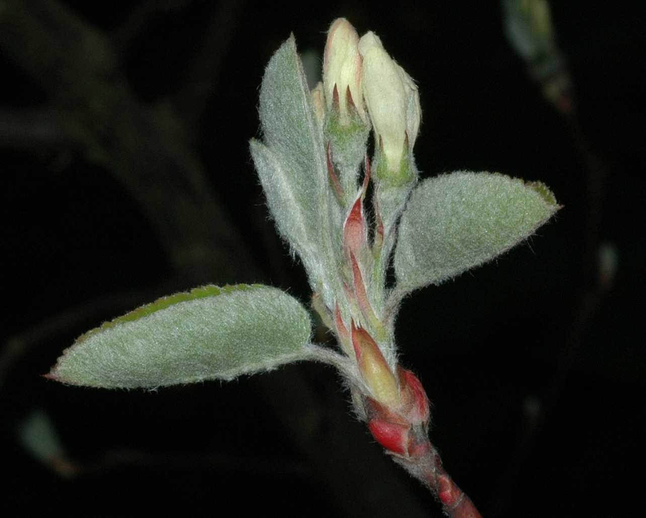 Rosaceae Amelanchier ovalis