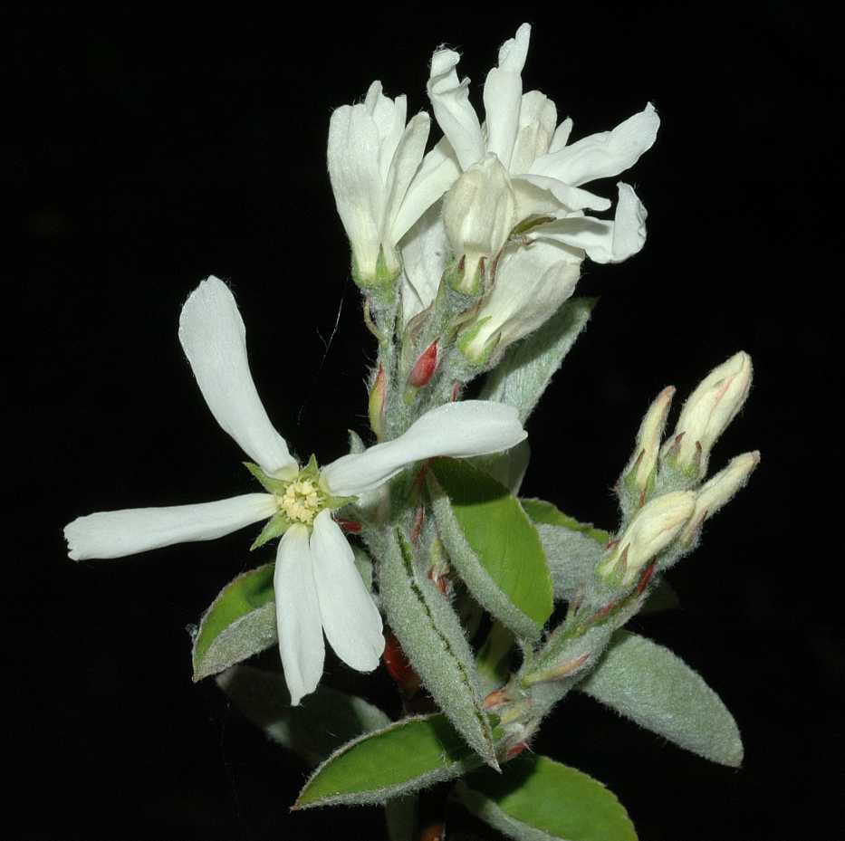 Rosaceae Amelanchier ovalis