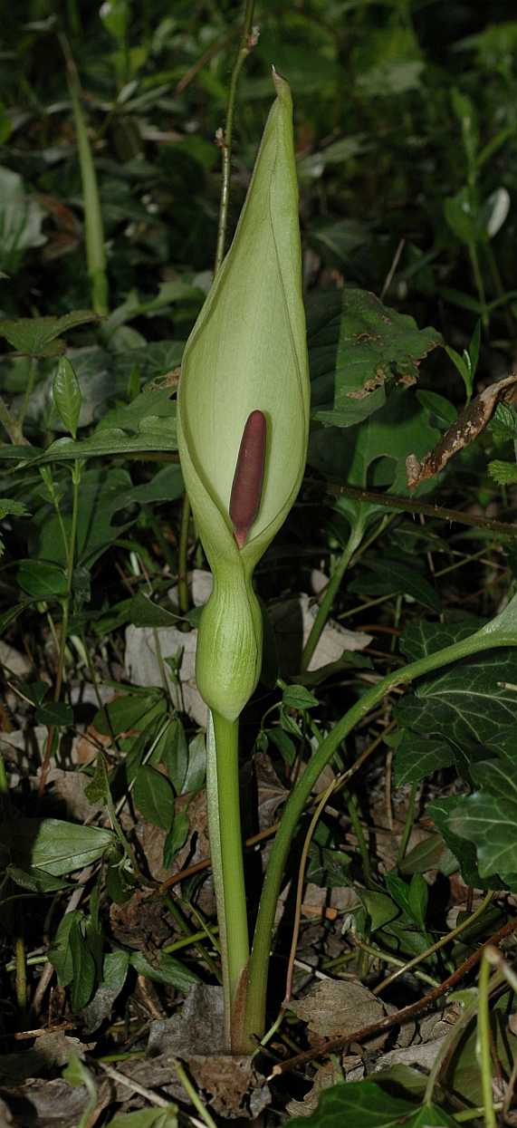 Araceae Arum maculatum