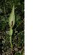 image of Arum maculatum