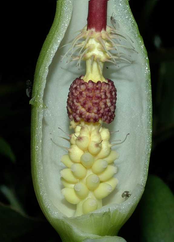 Araceae Arum maculatum