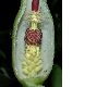 image of Arum maculatum