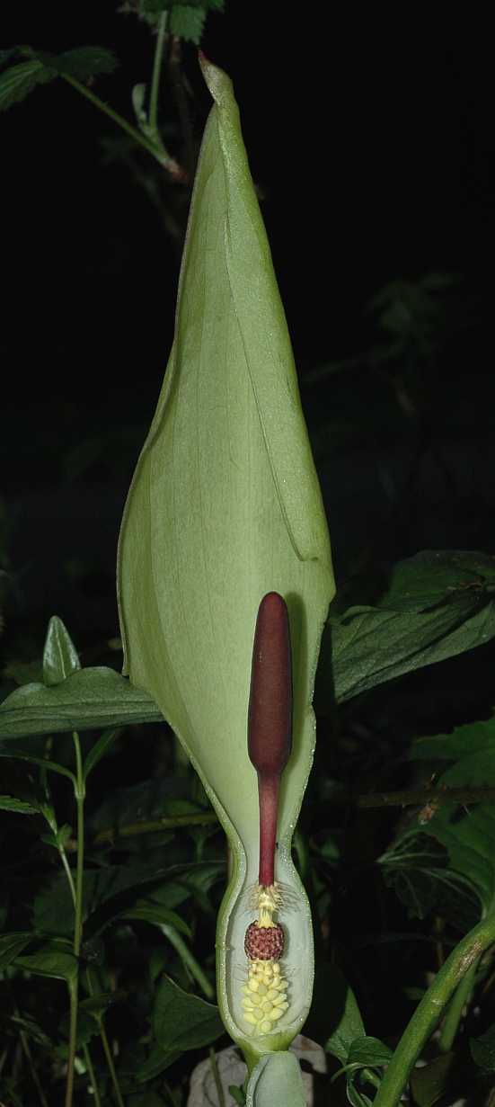 Araceae Arum maculatum