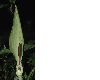image of Arum maculatum
