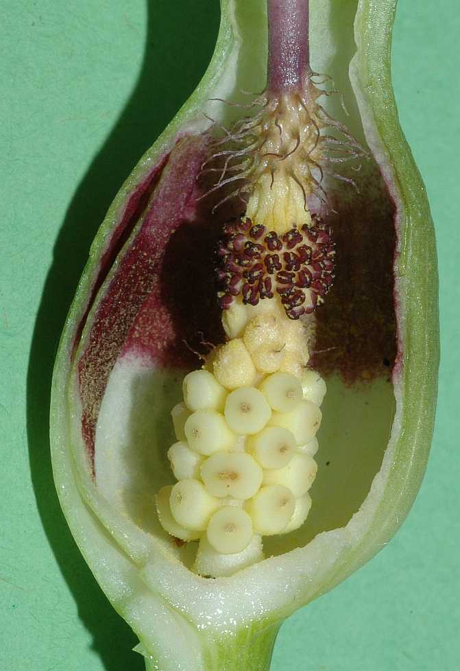 Araceae Arum maculatum