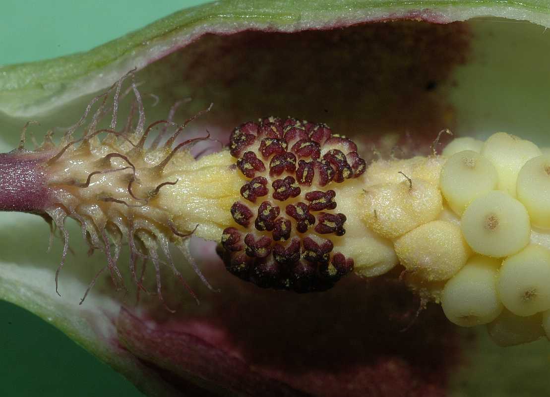 Araceae Arum maculatum